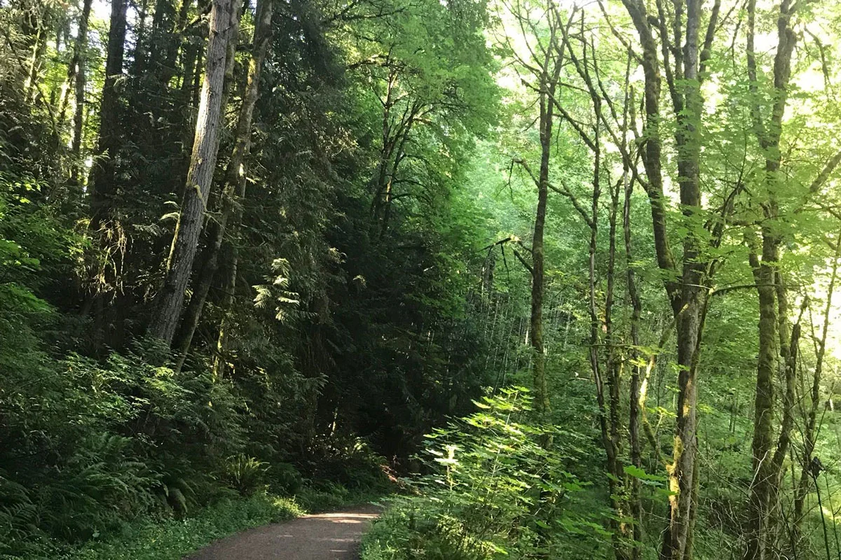 portland-hikes-wildwood-trail-and-leif-erickson-drive