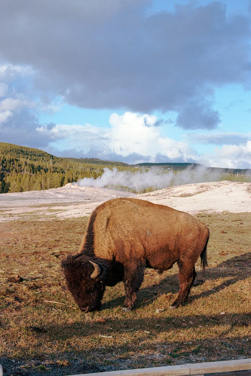 luis-ortega-yellowstone-bison-6