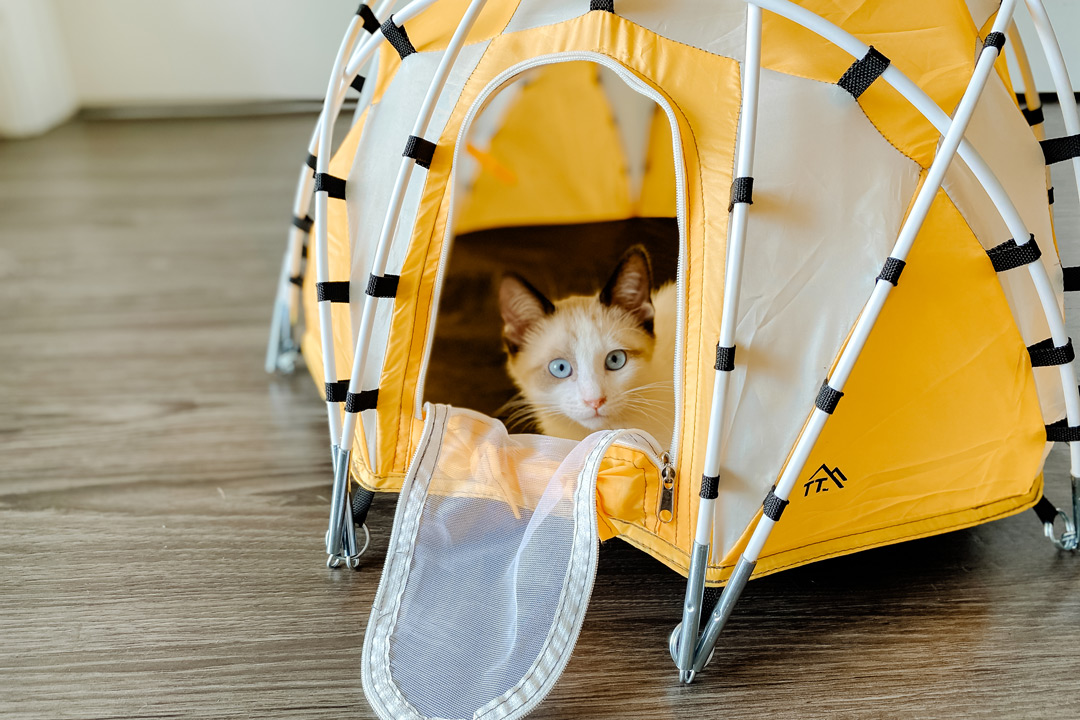 Small cheap cat tent