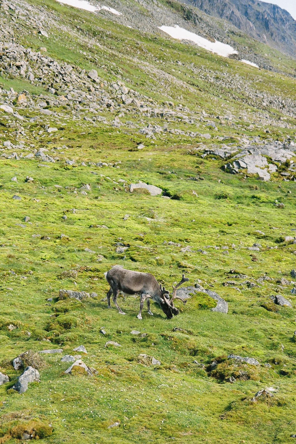 zeger-dox-svalbard-reindeer-vertical