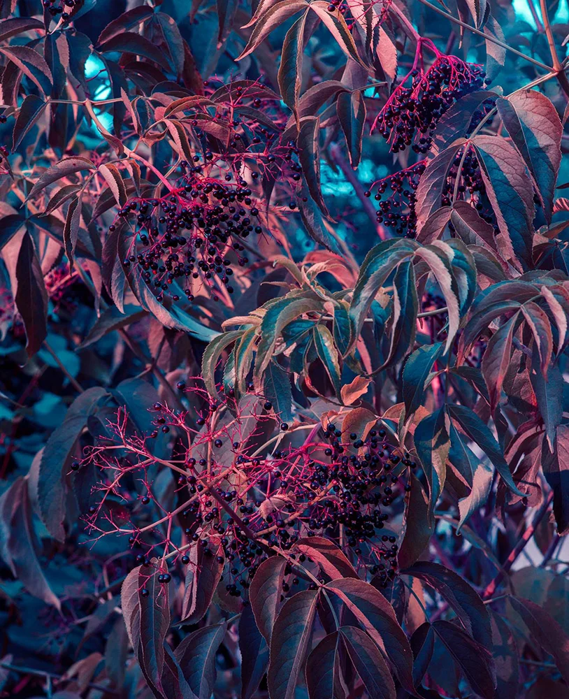 Brendan-George-Ko-Photo-10B-Strange-Berries