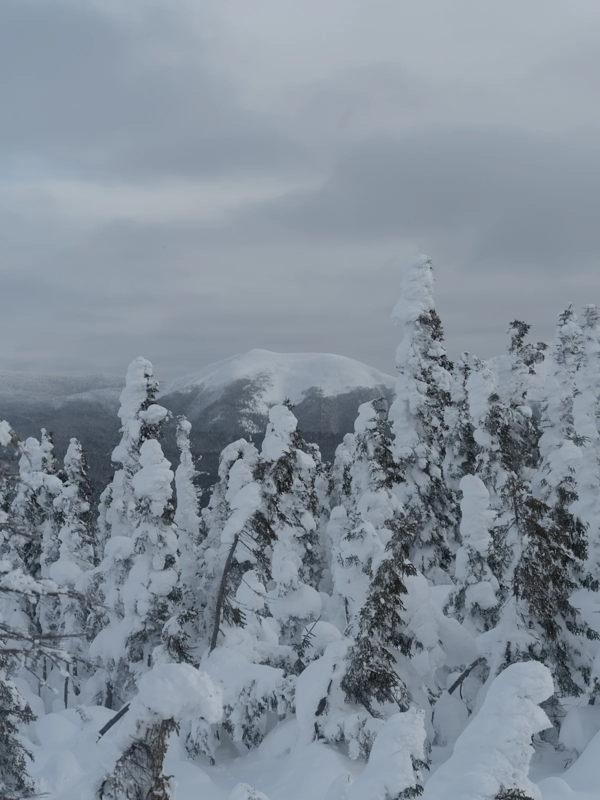 miguel-mcsongwe-chic-chocs-winter-adventures-peak-over-trees-jpg