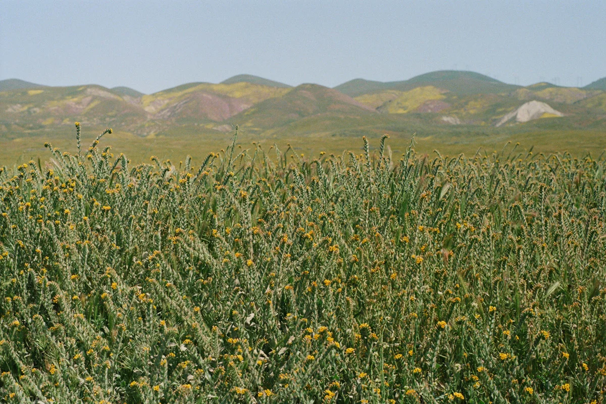 linnea-bullion-carrizo-plain-superbloom-24