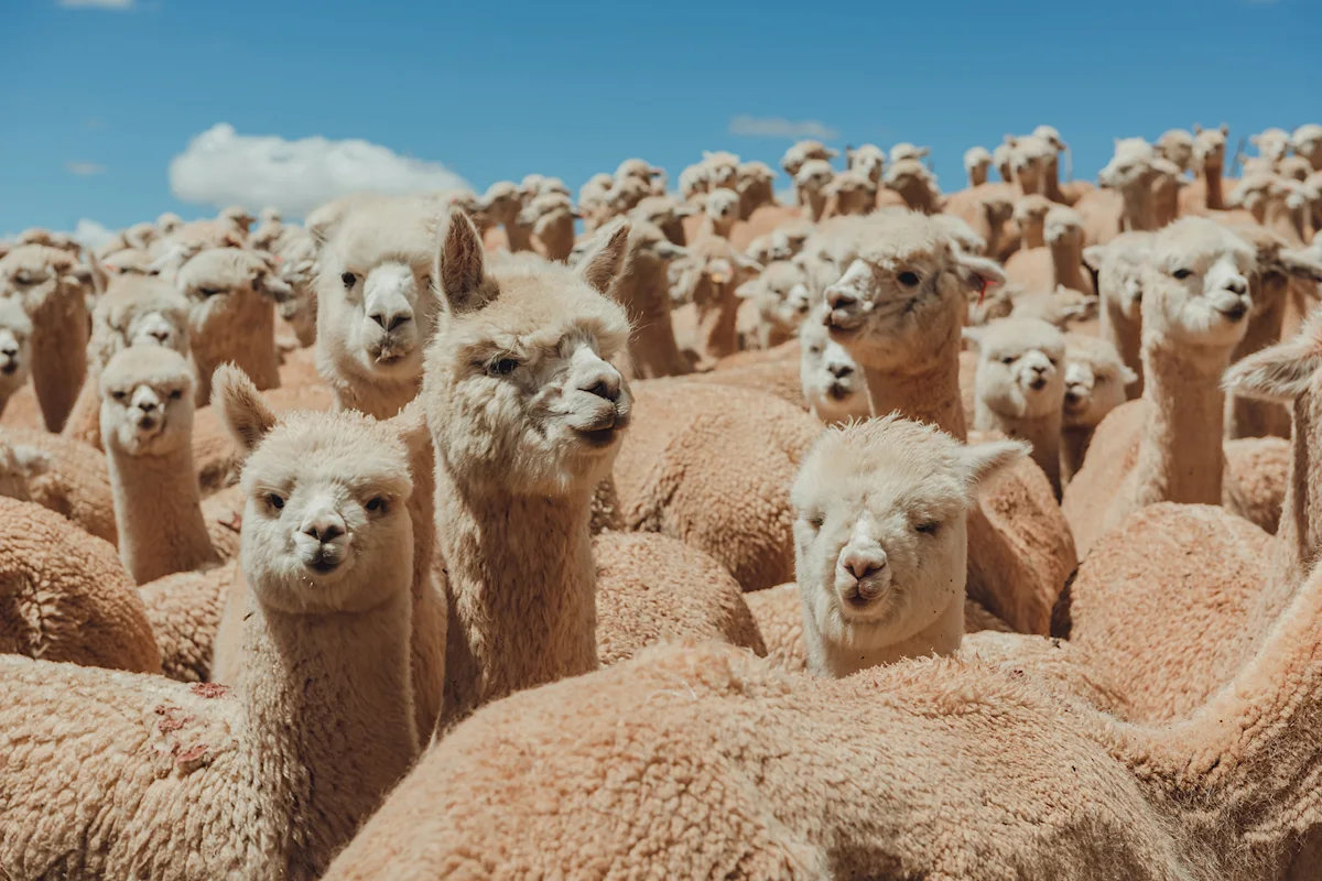 alpaca-v-merino-alpacas-courtesy-of-paka-resize