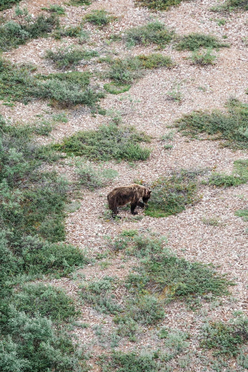 karthika gupta denali camping grizzly foraging 2