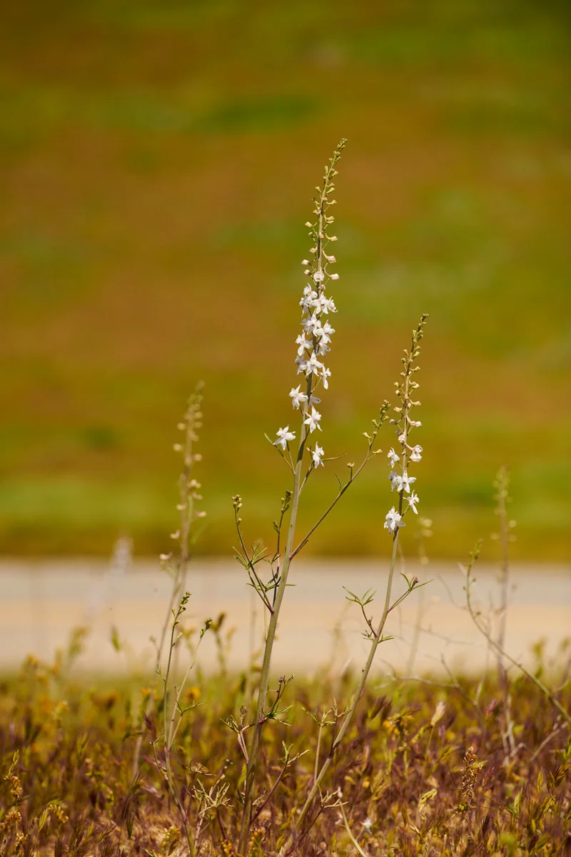 linnea-bullion-carrizo-plain-superbloom-17