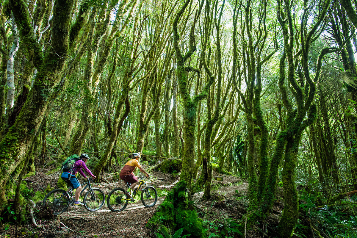 A Cyclist's Guide to New Zealand's Remote & Spectacular Timber Trail