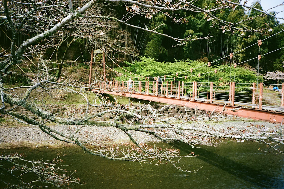 colleen-hammond-katsuo-trail-guide-red-bridge-blossoms