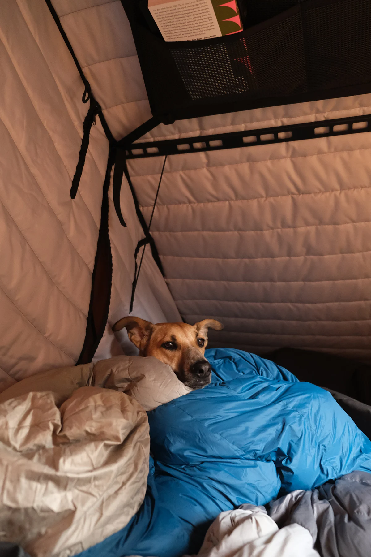 super-pacific-x1-switchback-truck-tent-dog