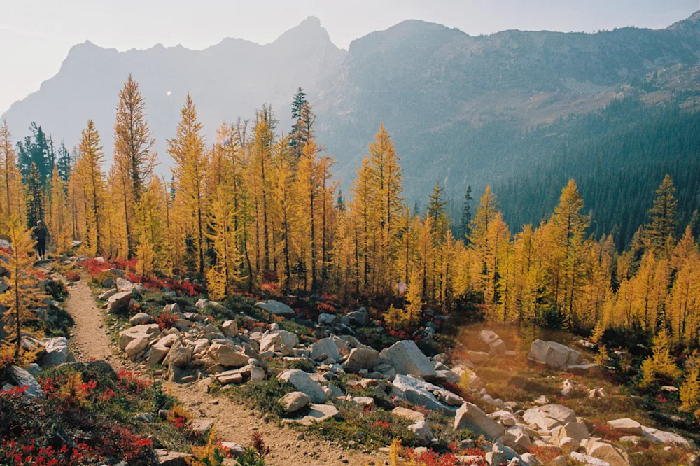 Chasing the Famous & Rare Golden Larch in North Cascades National Park