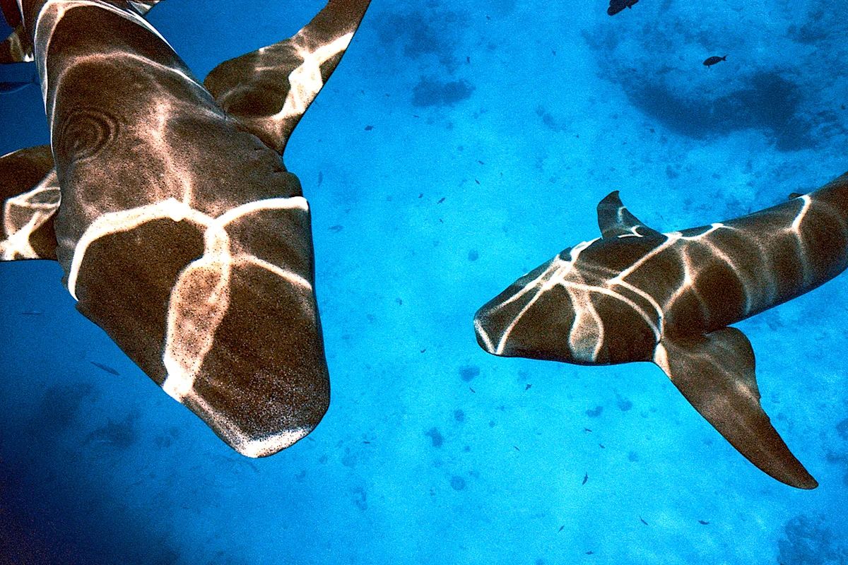 Danny-Nieves-Maldives-Dive-Nikonos-6