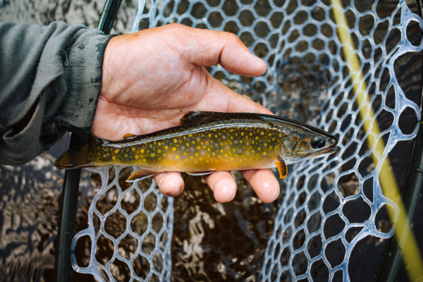 Inside the Orvis Rod Factory, a Hub of American Fly Fishing Innovation