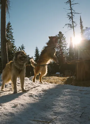 Dog Sledding in Olney, MT