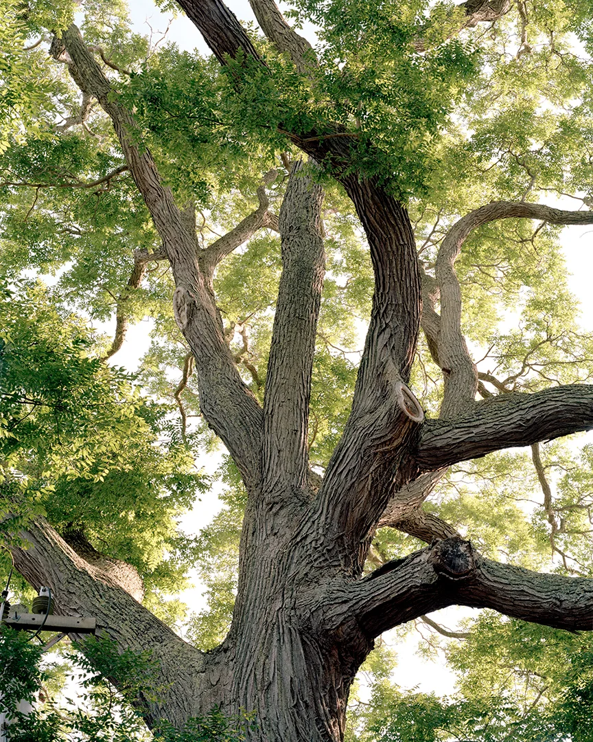 Marthas-Vinyard-Pagoda-Tree-BK-2