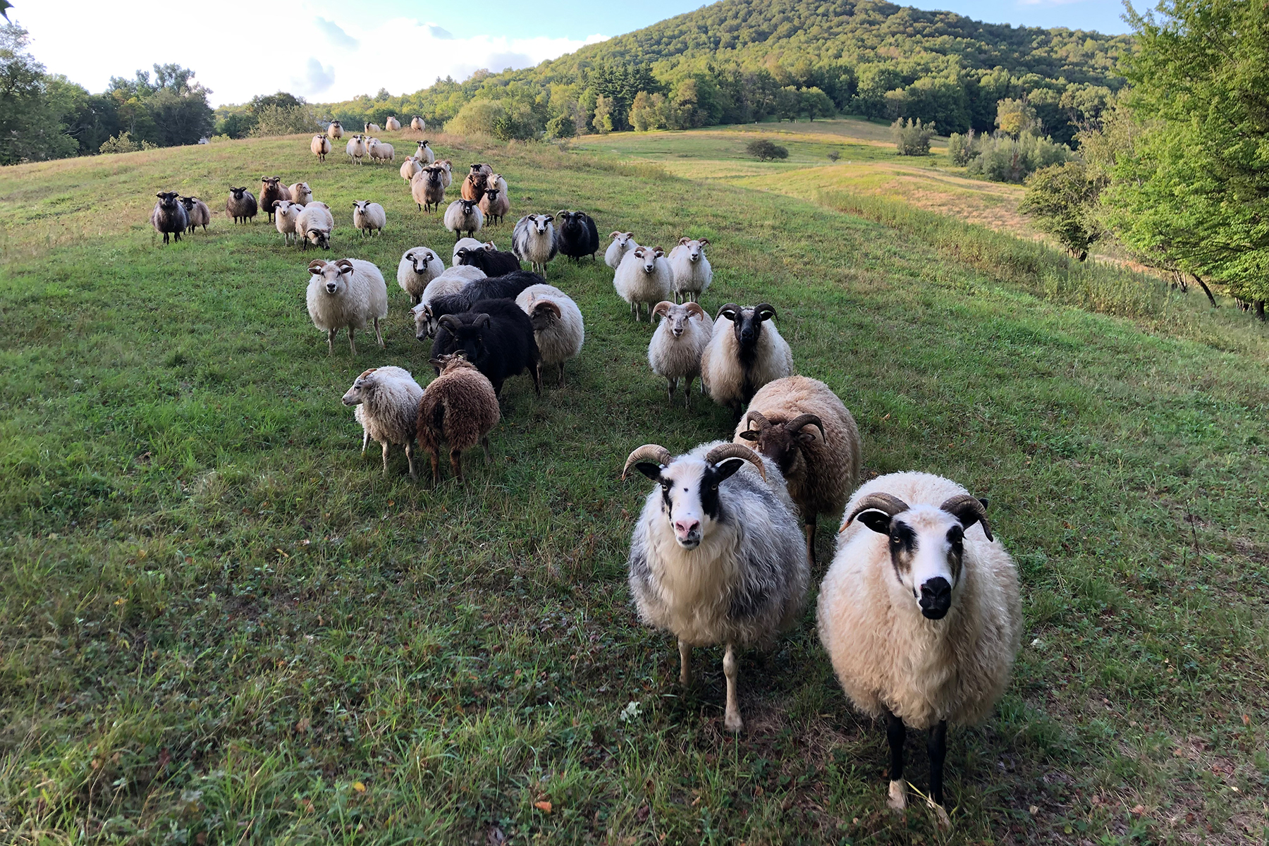 What If Wool Wasn't the Miracle Material the Outdoor Industry Says It Is?