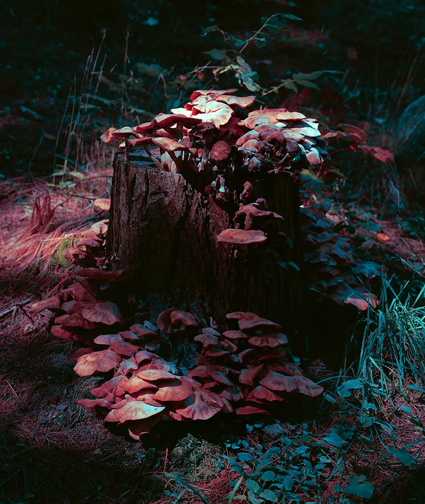 Brendan-George-Ko-Photo-6A-Fungi-Stump