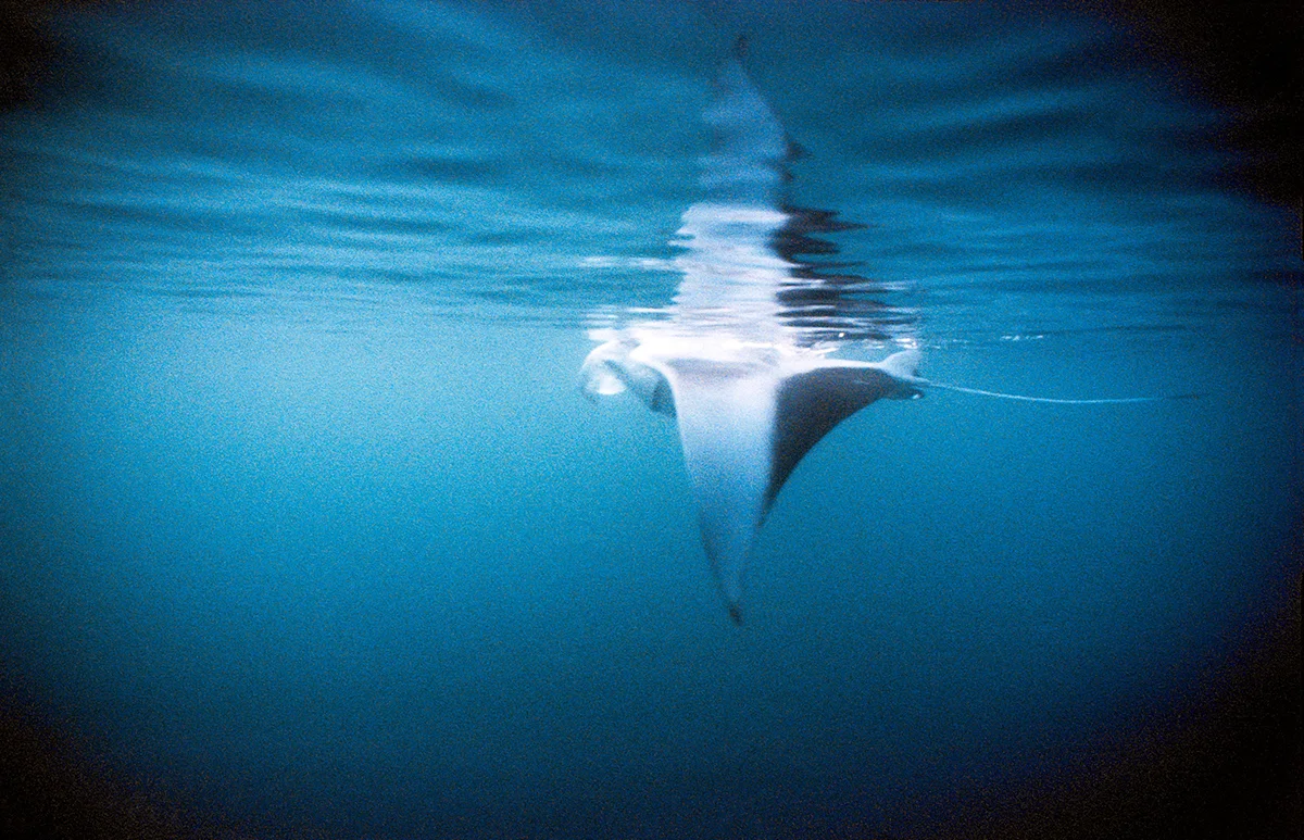 Danny-Nieves-Maldives-Dive-Nikonos-11