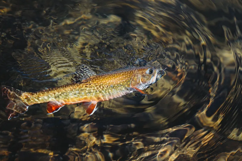 Trout by Bob Myaing