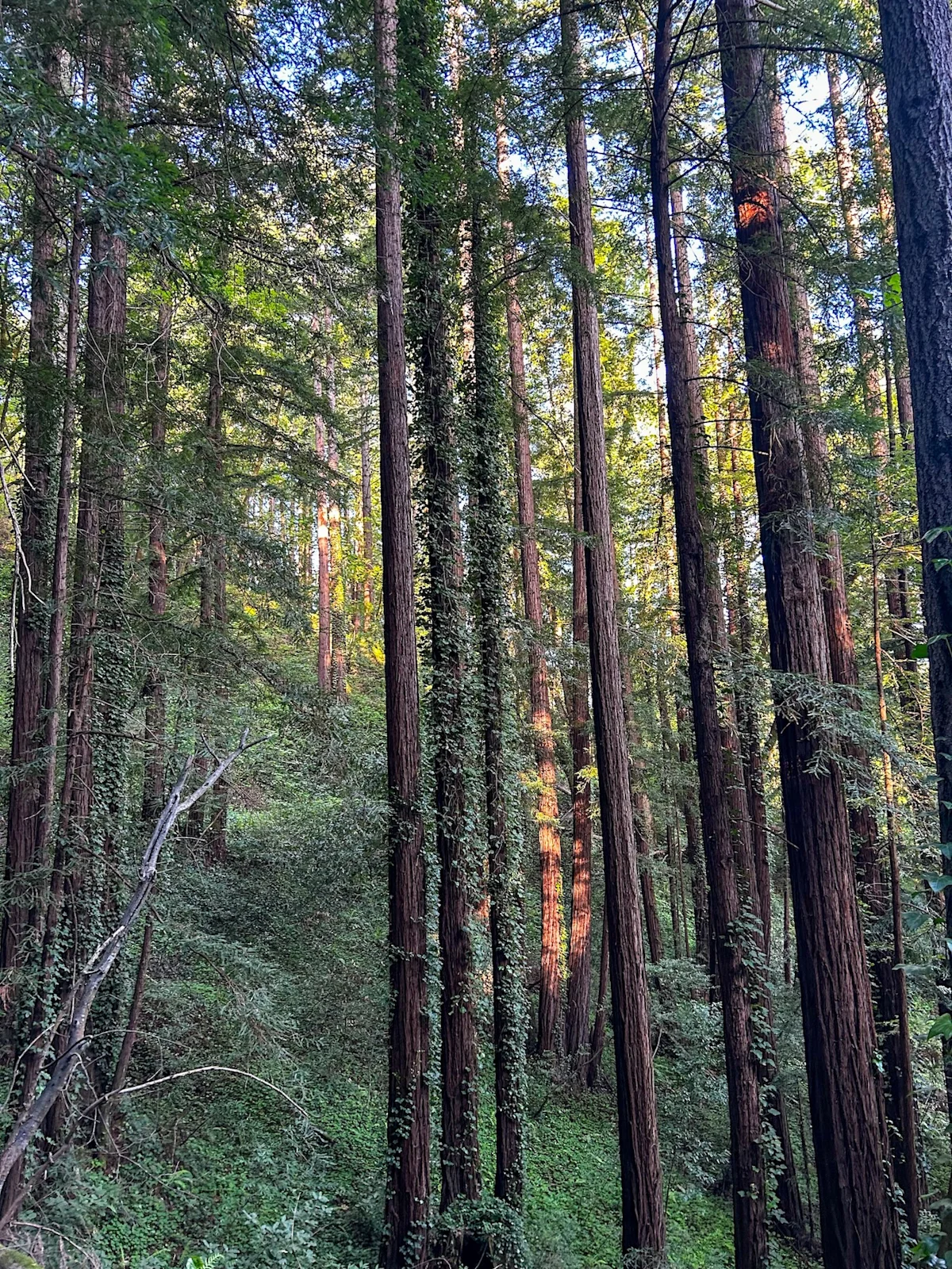 national-parks-california-Big-Basin-Rdwd-trees-left