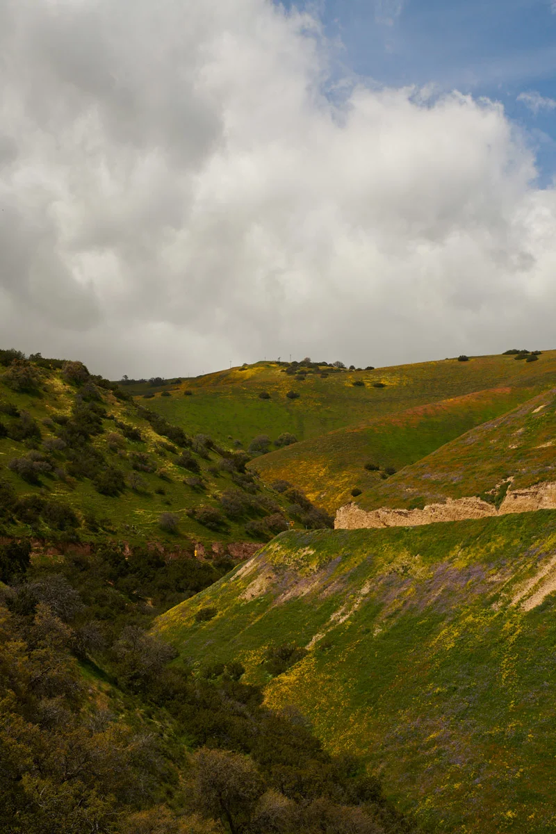 linnea-bullion-carrizo-plain-superbloom-2