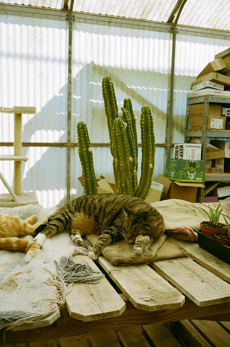 Ramon-Barcenas-Joshua-Tree-Cactus-Mart-Field-Mag-21