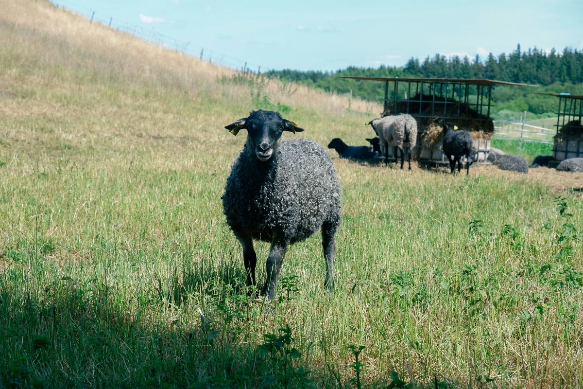 glerups-sheep