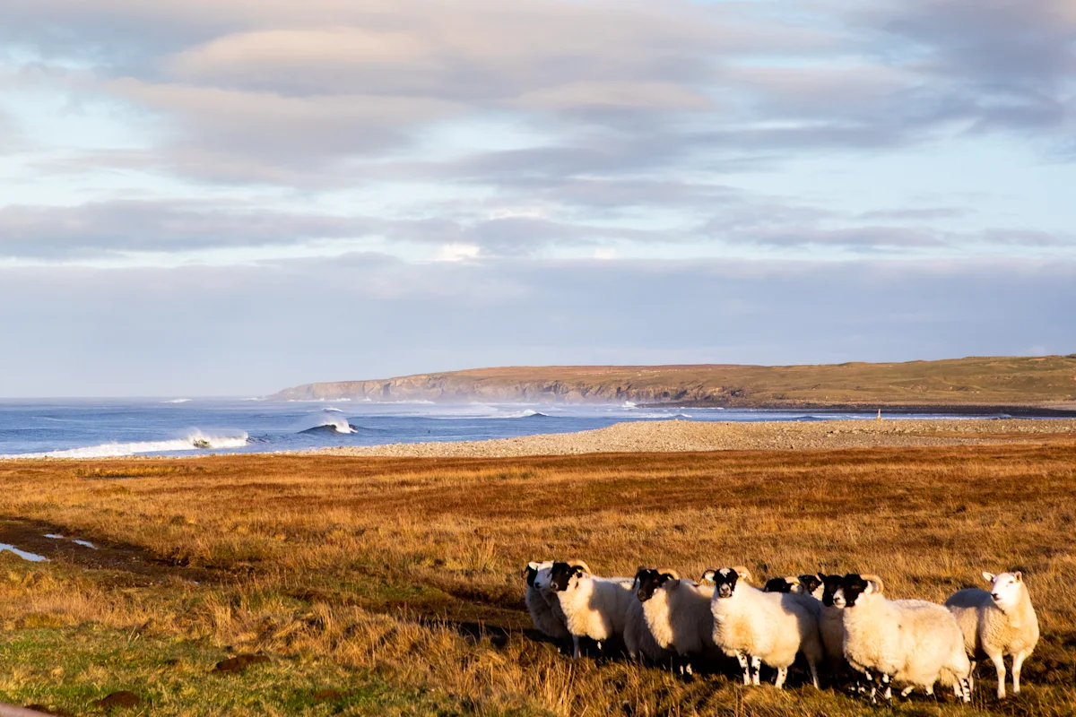 Finisterre-Film-Sheep