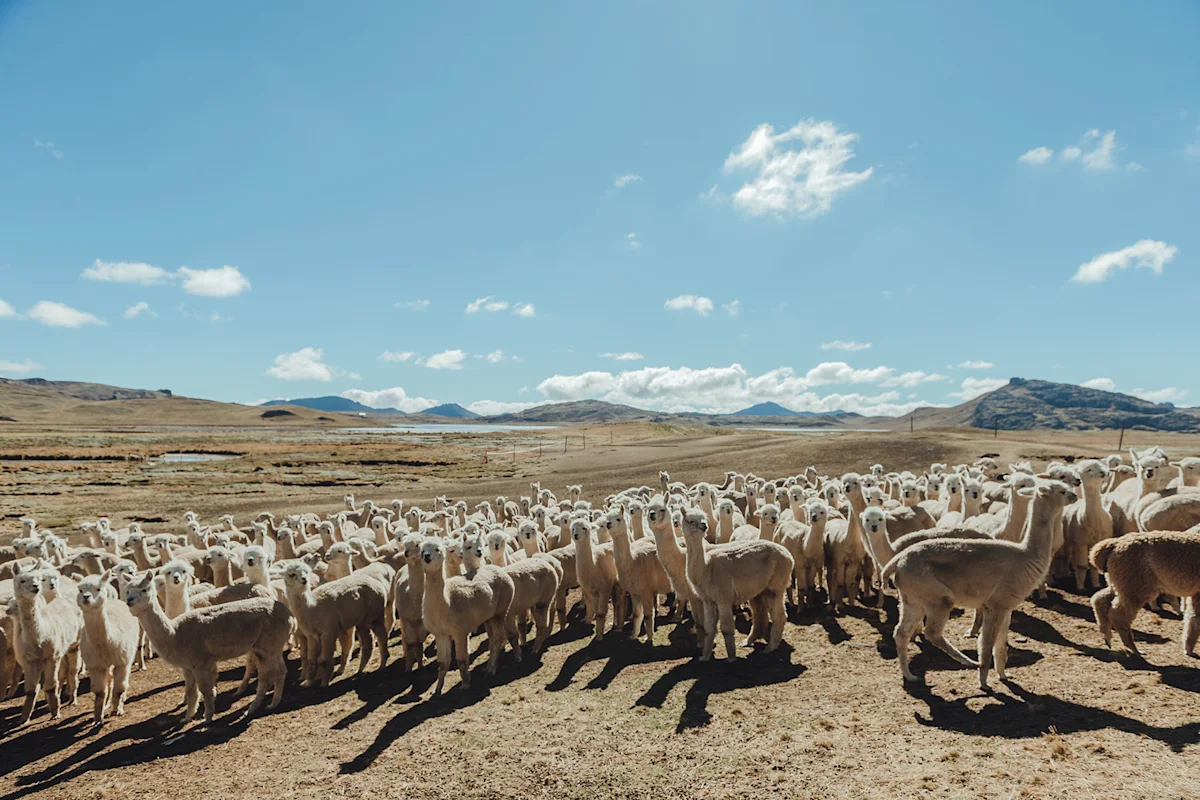 alpaca-v-merino-alpacas-further-courtesy-of-paka-resize
