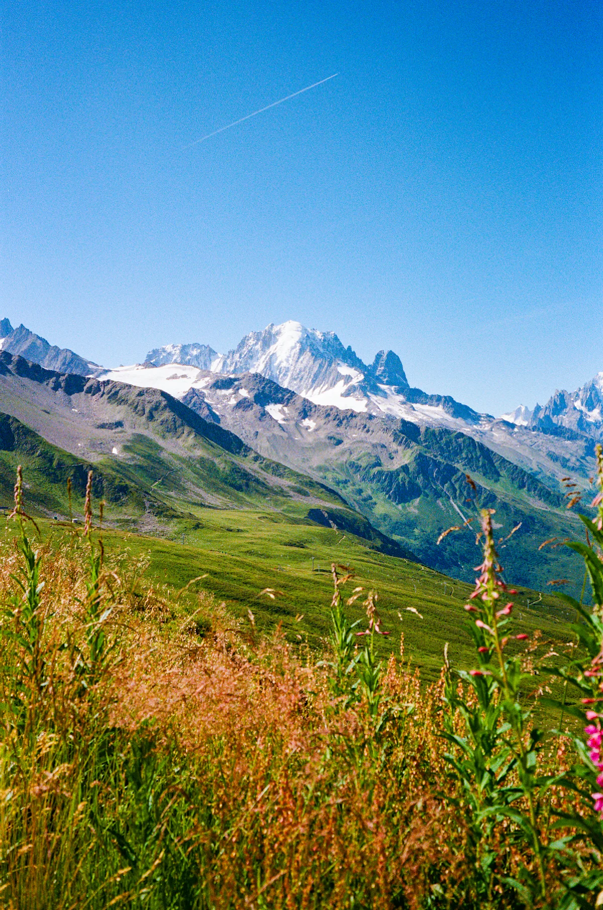 chalmers-tour-du-mont-blanc-mountain-and-flowers-2
