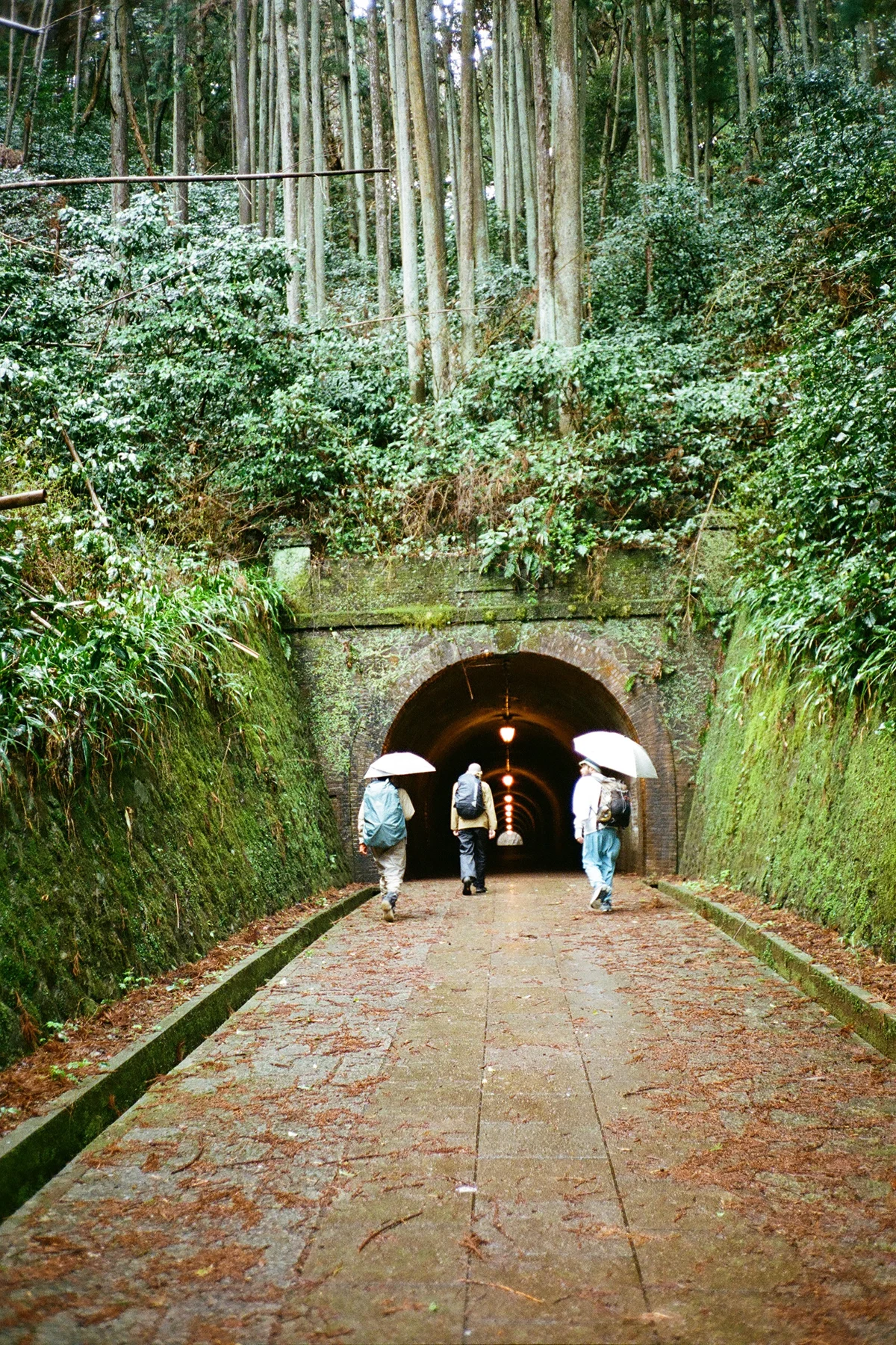 colleen-hammond-katsuo-trail-guide-tunnel