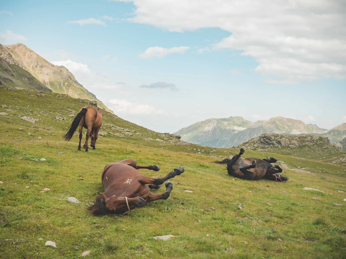 horse-ride-from-kyrgyzstan-to-france-horses-rolling-around