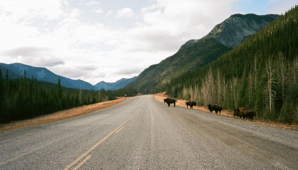 Pan-American Trail Part One: The Alaskan Highway