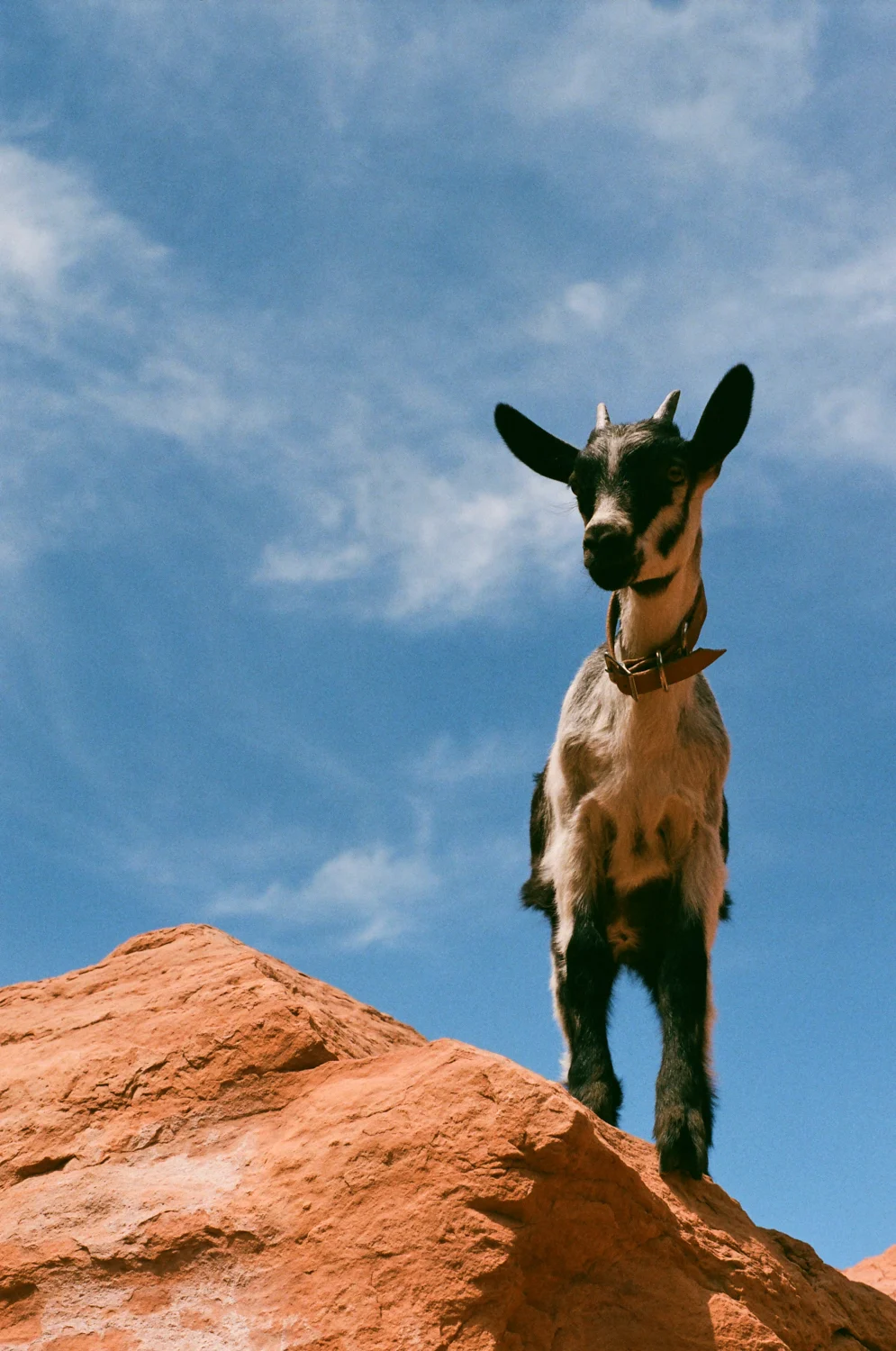 linnea-bullion-zion-road-trip-29