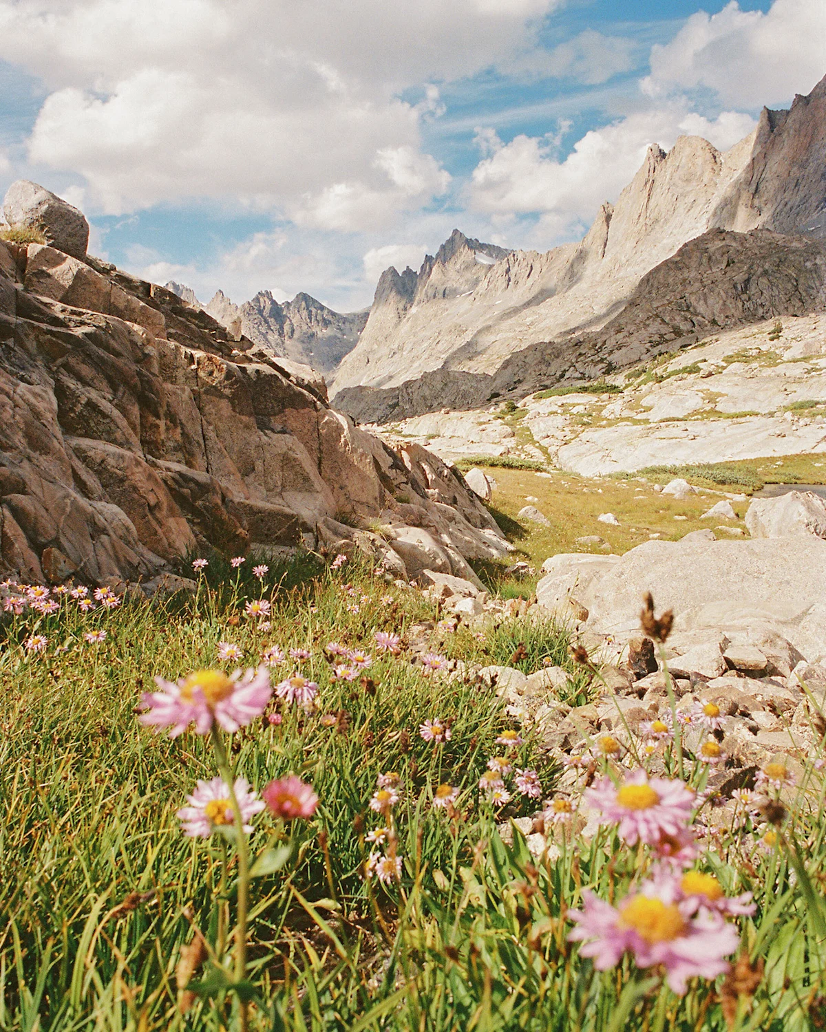 Brian-Chorski-Wyoming-Hike-Film-Photo-Flowers