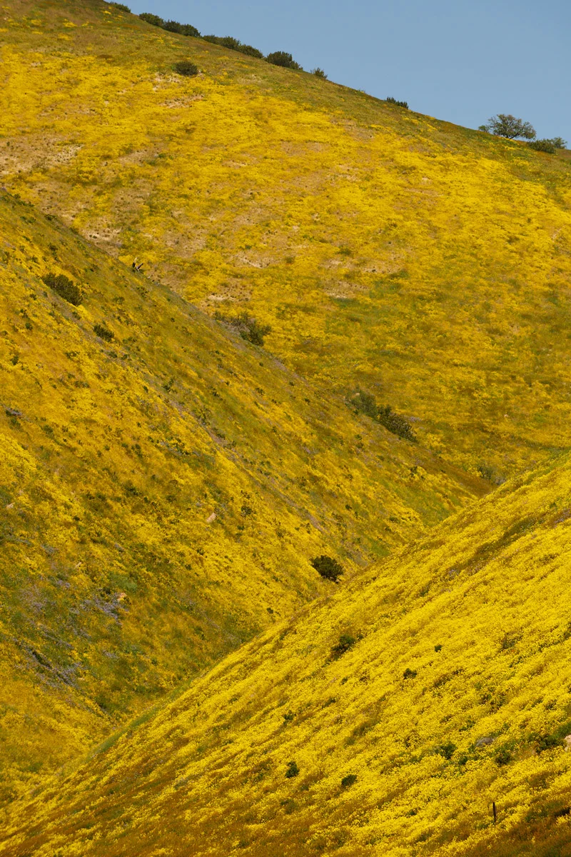 linnea-bullion-carrizo-plain-superbloom-14