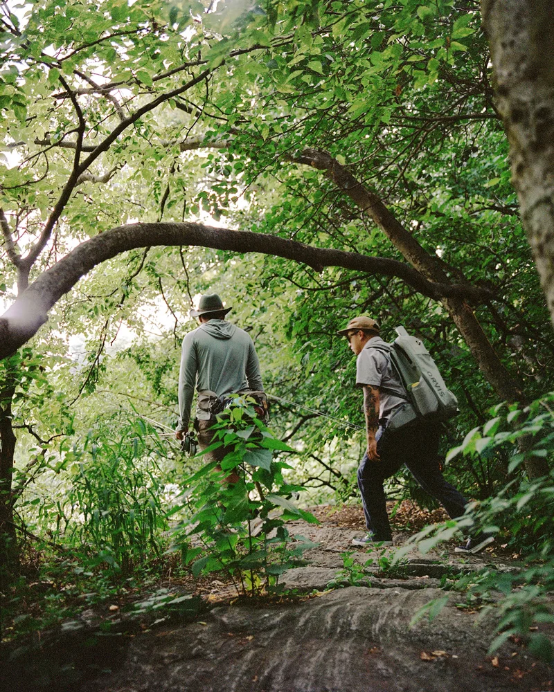 carp-in-the-park-trees