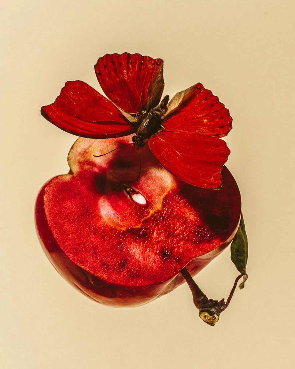 odd-apples-william-mullan--niedz-moth