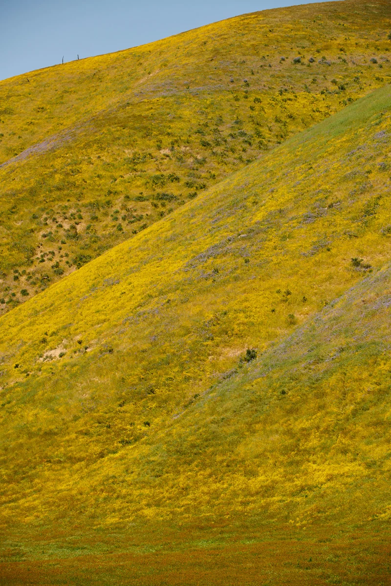 linnea-bullion-carrizo-plain-superbloom-15