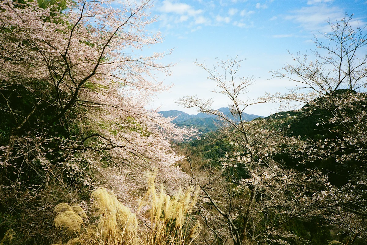 colleen-hammond-katsuo-trail-guide-blossoms