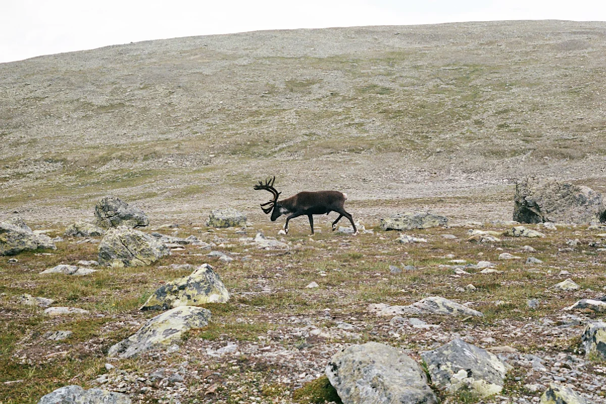 sweden-mountains-emma-and-bea-NEW-reindeer-crossing
