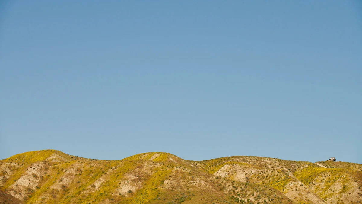 linnea-bullion-carrizo-plain-superbloom-20