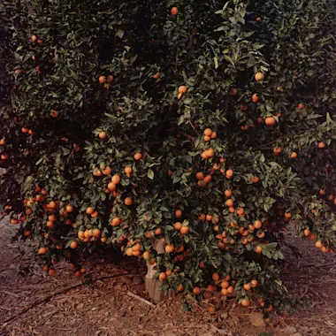 photography by Landon Speers