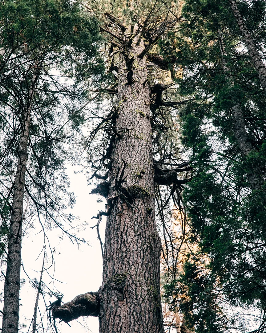 Worlds-Largest-Pine-Tree-Gathering-Growth-Field-Mag-2
