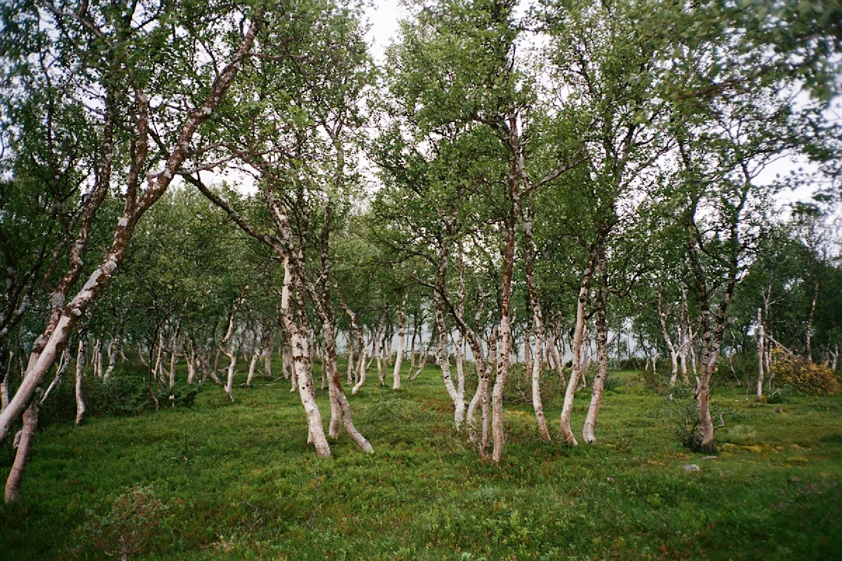 sweden-mountains-emma-and-bea-NEW-grove-of-trees