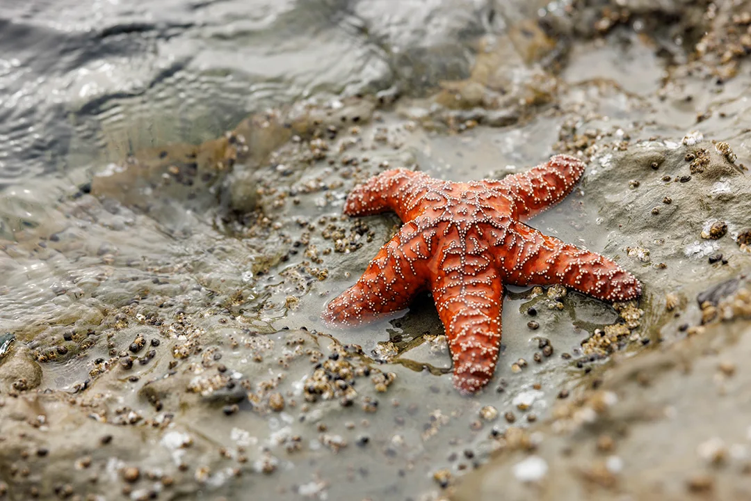 southern-oregon-coast-guide-starfish