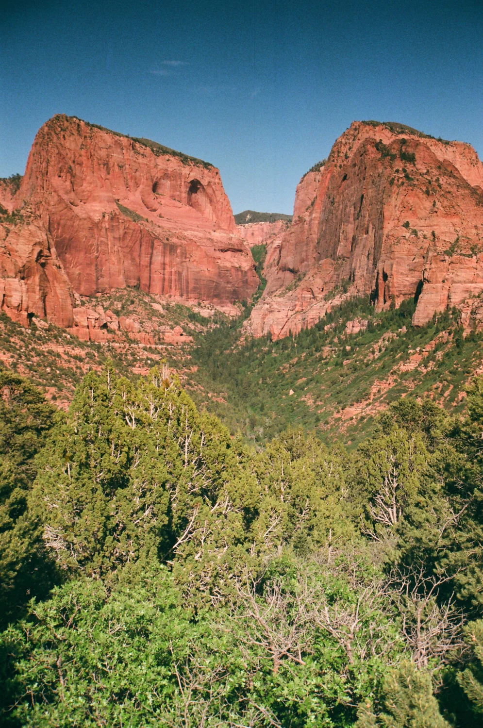 linnea-bullion-zion-road-trip-1