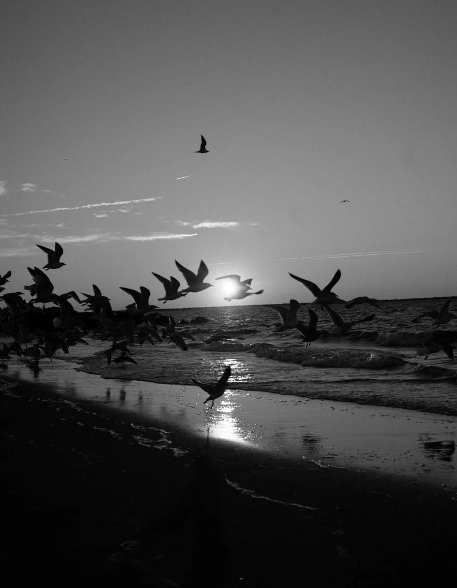 AP-interview-Birds