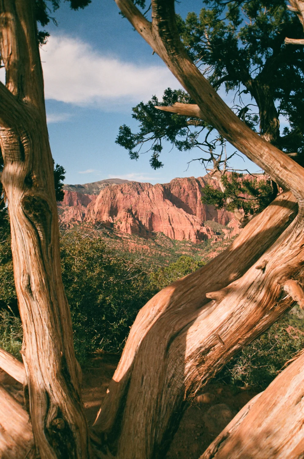 linnea-bullion-zion-road-trip-9