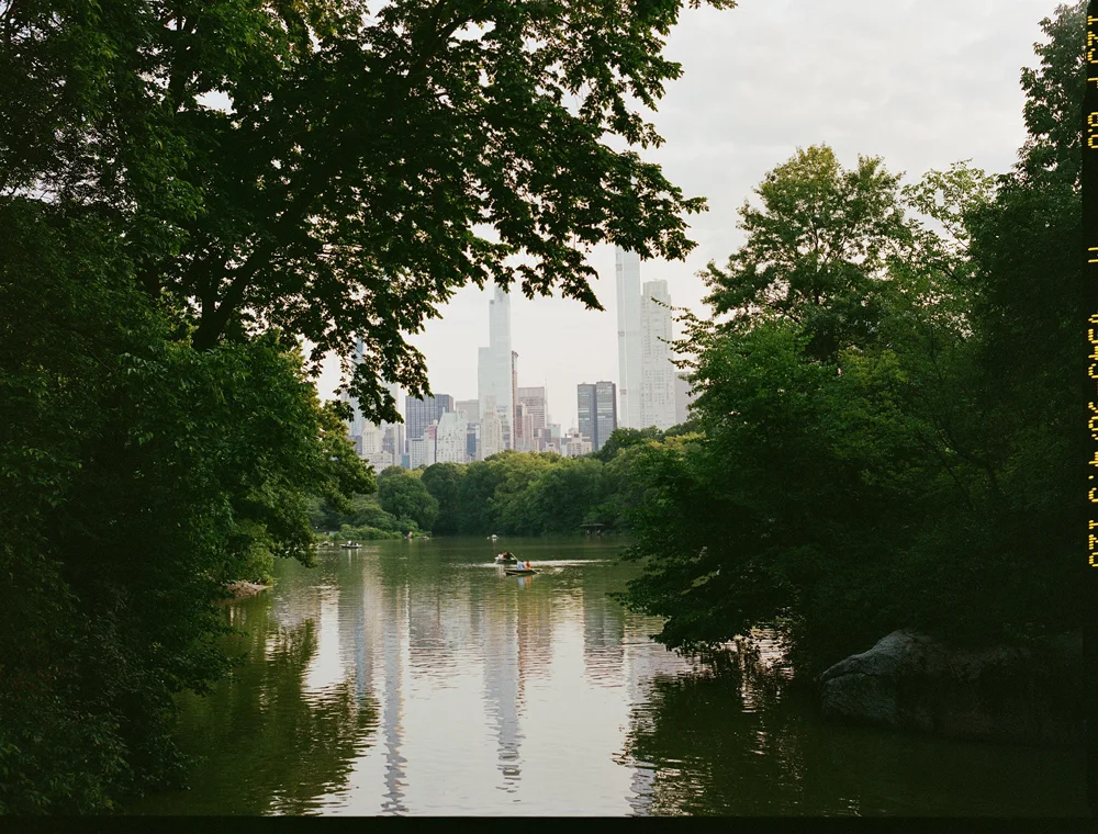 carp-in-the-park-lake