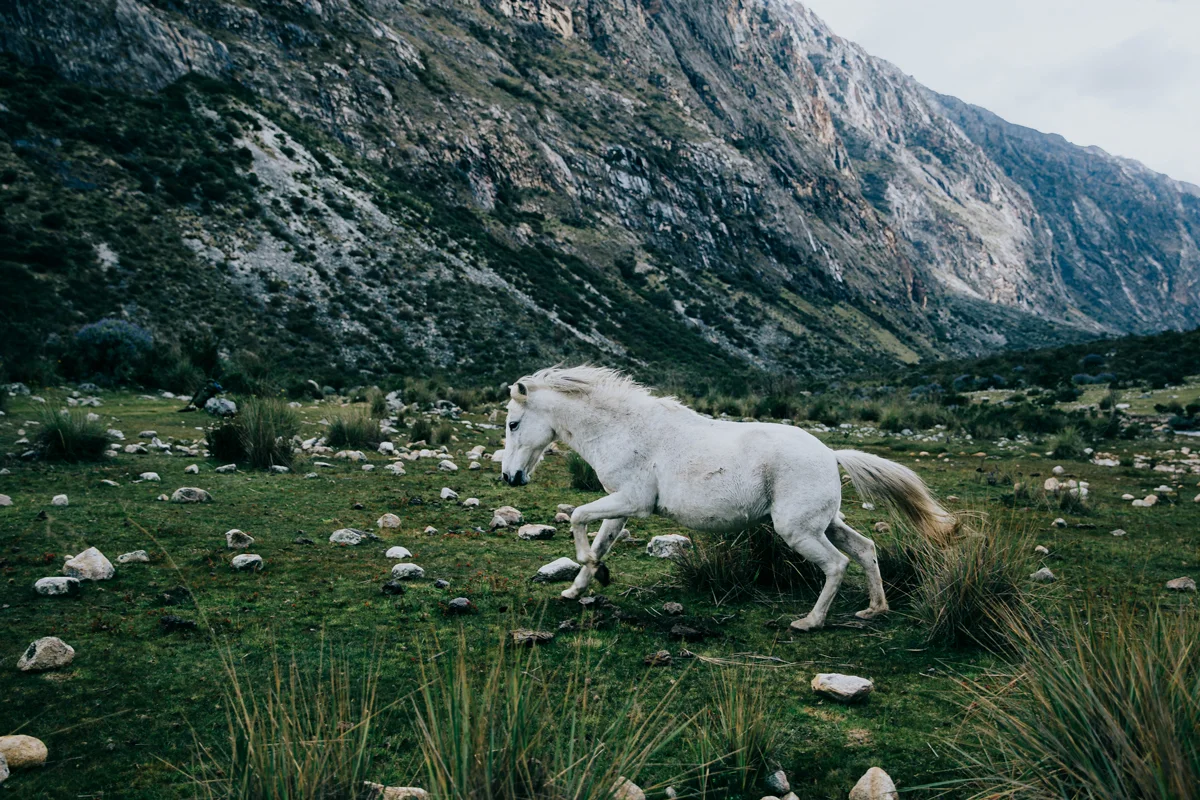 forrest-smith-wilder-book-fieldmag-4